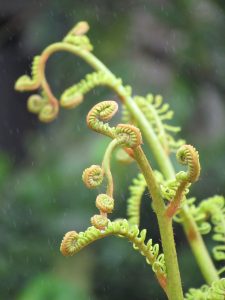 fern with several tendrils uncurling